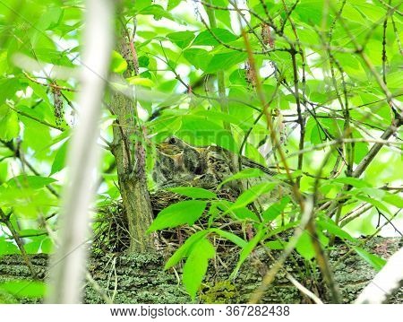 A Bird Feeds The Chicks In The Nest. The Fieldfare (turdus Pilaris) Is A Member Of The Thrush Family