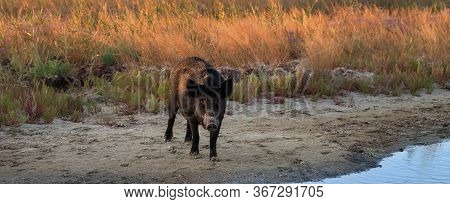 Panoramic View On Wild Boar At Watering Place At Sunny Summer Evening