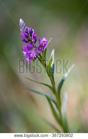Blue To Purple Herb Vítch Crested - Polygala Comosa.