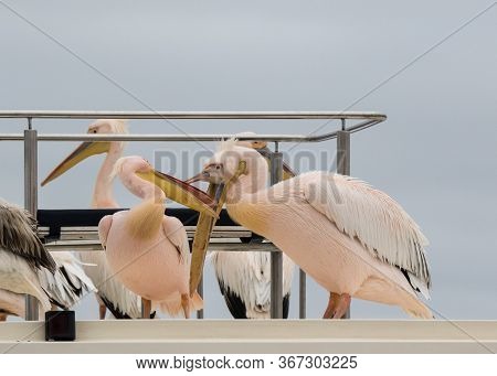 Portrait Of Beautiful Water Bird Pink-backed Pelican With Yellow Beak And Gentle Pink Feathers And F