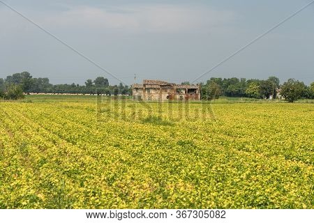 Rural Landscape Near Carpaneto Piacentino, In Piacenza Province, Emilia-romagna, Italy, At Summer