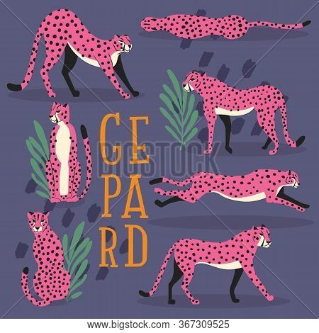 Collection Of Cute Hand Drawn Pink Cheetahs On Dark Purple Background, Standing, Stretching, Running