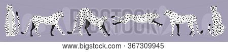 Collection Of Cute Hand Drawn White Cheetahs On Light Purple Background, Standing, Stretching, Runni
