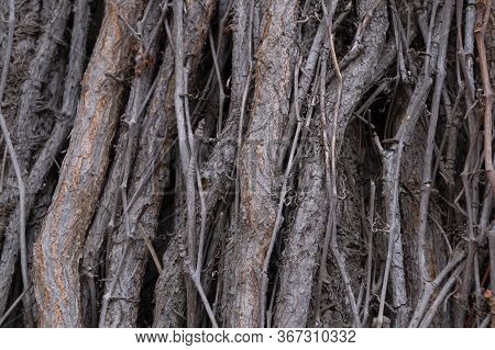 Texture Of Interwoven Trunks And Branches Of Ivy