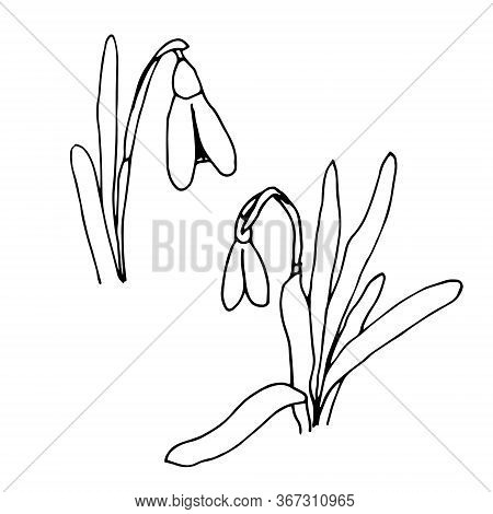 Snowdrops Spring Flowers Black And White Vector Illustration. Galantus Nivalis And Spring Hand Drawn