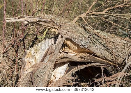 Split Tree Trunk Damage. Tree Blown Down In High Wind. Strong Gale Force Wind Brought Down This Tree