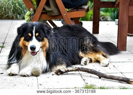 Black Australian Shepherd Chilling In The Garden