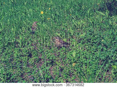 Young Throstles Walks On The Grass, Song Bird Still Can Not Fly, Rook Throstle