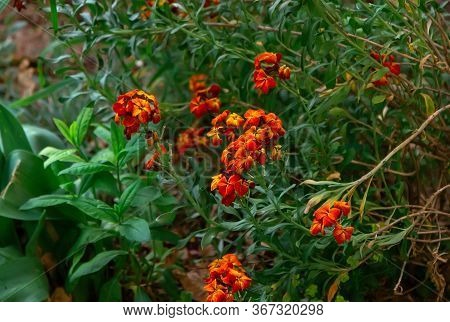 Beautiful Blooming Erysimum Cheiri Or Wallflower - Bright Orange Flowers, Growing In The Garden.