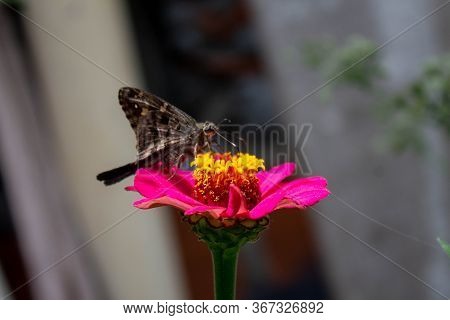 Brown Butterfly In Lateral Position Drinking The Nectar From The Flower Zapato De Obispo, Medellin, 