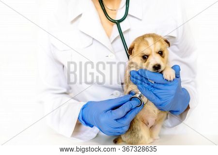 Cute Puppy On Hands At A Vet.care For A Pet. Little Red Dog On White Background.