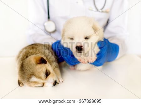Cute Puppy On Hands At A Vet. Two Fluffy Spotted White Puppies.care For Pet. Little Red Dog On White