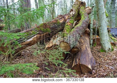 Felled Trees In A Stack, Logs From Felled Tree Trunks