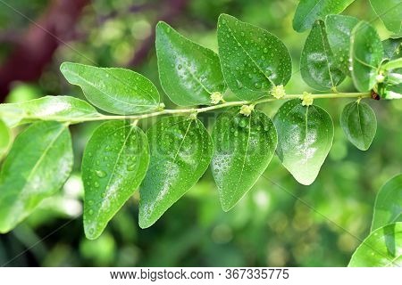 Jojoba Blooming  Tree Flowers