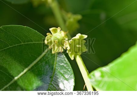 Jojoba Blooming  Tree Flowers