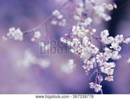 Element For Design. Flower Close Up Background. Flowers For Postcard And Home Decoration. Beautiful 