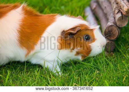 Meerschweinchen Auf Rasen