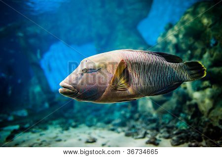 Undulatus Cheilinus ในการ