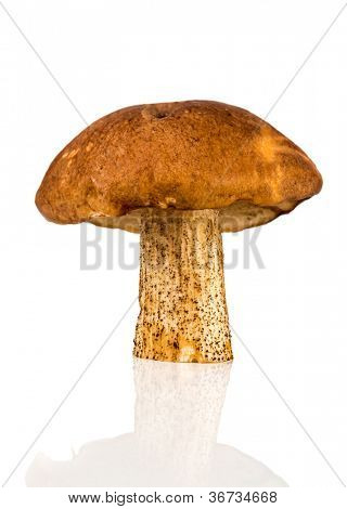 cogumelo de boletos boné marrom sobre um fundo branco