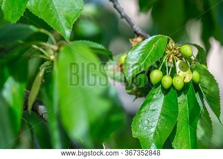 Black Cherry Aphids (myzus Cerasi) On A Bunch Of Green Cherries And Leaves On A Branch Copy Space Fo