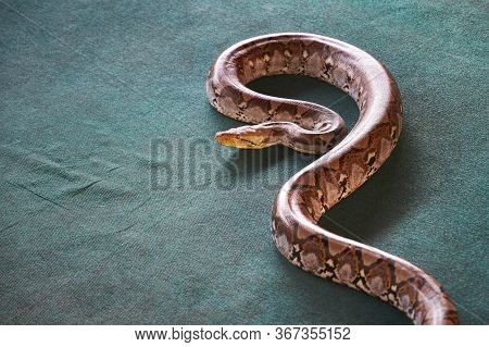 Big Beautiful Python Image & Photo (Free Trial) | Bigstock