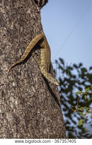 Rock Monitor On A Trunk In Kruger National Park, South Africa ; Specie Varanus Albigularis Family Of