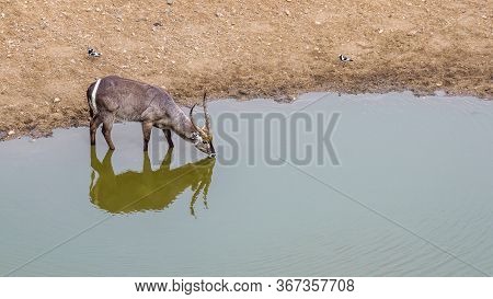 Common Waterbuck Drinking In Waterhole With Reflection In Kruger National Park, South Africa ; Speci
