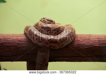 Burmese Or Indian Rock Python Coiled On The Wodden Log Hiding Its Head, Beautiful Skin Pattern.