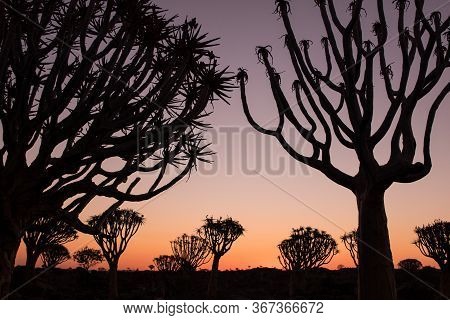 Silhouette Of A Quiver Trees , Aloe Dichotoma, At Orange Sunset With Carved Branches On Against The 