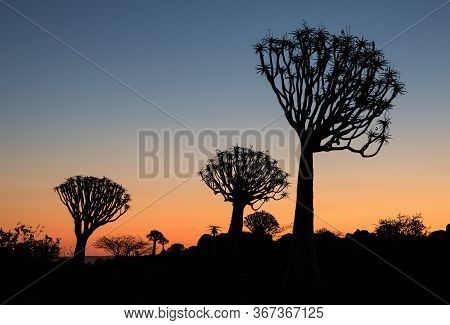 Silhouette Of A Quiver Trees , Aloe Dichotoma, At Orange Sunset With Carved Branches On Against The 