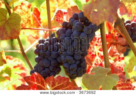Uvas maduras