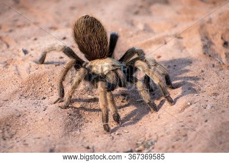 Fuzzy, Brown Tarantula In The Desert Sand
