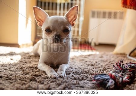 A Cream Chihuahua Dog Lies In A Flat Apartment With A Toy On The Carpet In The Sun And Looks At The 