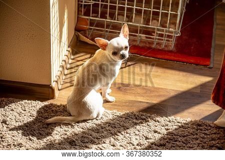 A Cream Chihuahua Dog Sits With His Back In A Flat Apartment On A Carpet In The Sun And Looks At The