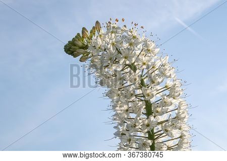 White Flower Foxtail Lily Against Blue Sunny Sky With Copy Space For Text. Flower Is Also Known As D
