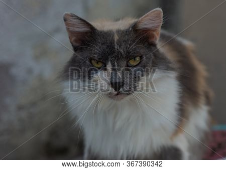 Addorable Cat Walkin Portrait, Life Style Scene