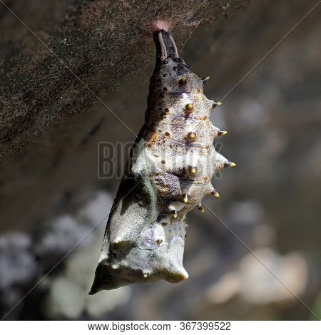 Freshly pupated Fritillary butterfly chrysalis hanging on rock, Dobrogea, Romania