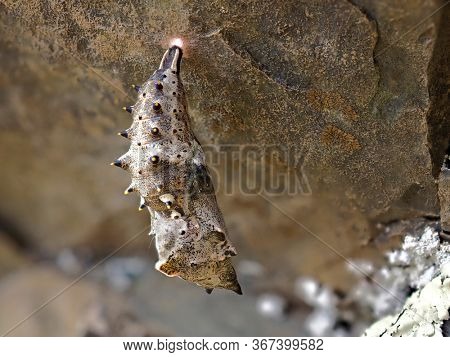 Freshly pupated Fritillary butterfly chrysalis hanging on rock, Dobrogea, Romania