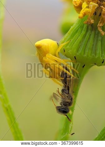 spider on flower waiting for its prey (Thomisus onustus)
