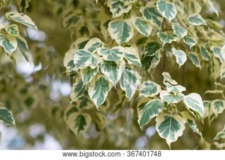 Branch Of Ficus Benjamina With Variegated Leaves. Motley Background Of Green Leaves With White Spots