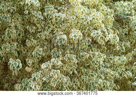 Branch Of Ficus Benjamina With Variegated Leaves. Motley Background Of Green Leaves With White Spots