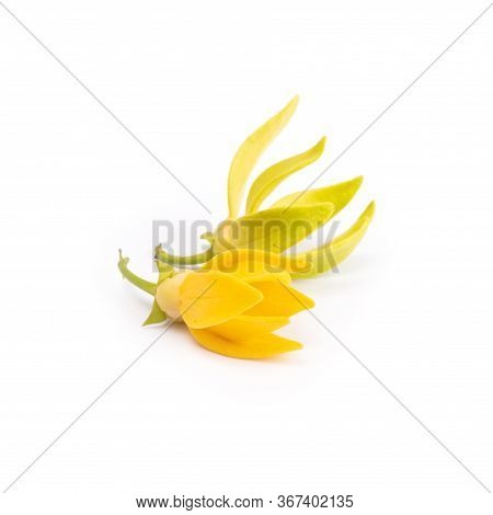 Flower Climbing Ylang-ylang, Climbing Ilang-ilang, Manorangini, Hara-champa Kantali Champa Isolated 
