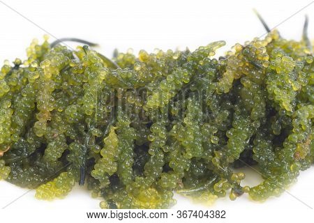 Sea Grapes / Green Caviar (caulerpa Lentillifera) A Healthy Seaweed Food