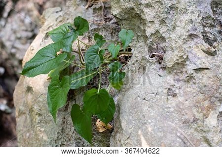 Thai Herb Name Sauromatum Giganteum (engl.) Cusimano & Hett. Growing In Forest In Thailand
