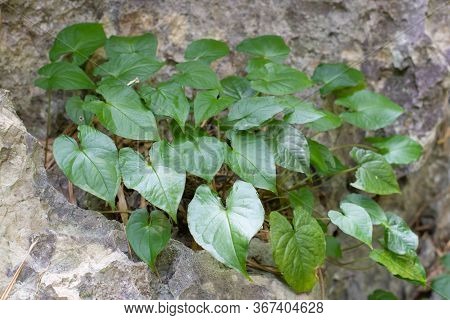 Thai Herb Name Sauromatum Giganteum (engl.) Cusimano & Hett. Growing In Forest In Thailand