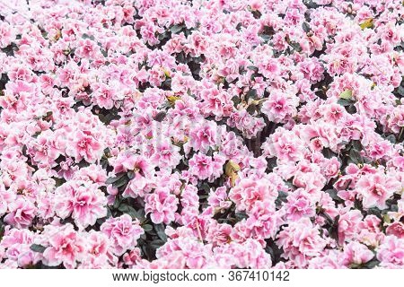 Pink And Magenta Azalea Flower In Garden In Wide Angle View. Natural Azalea Flower Or Azalea Bouquet