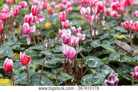 Cyclamen Flower And Green Leaves In Garden On Wide Angle View. Natural Cyclamen Flower Or Cyclamen B