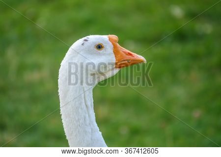 Portrait Of Domestic Goose, Anser Cygnoides Domesticus, On Green Blured Background. Domesticated Gre