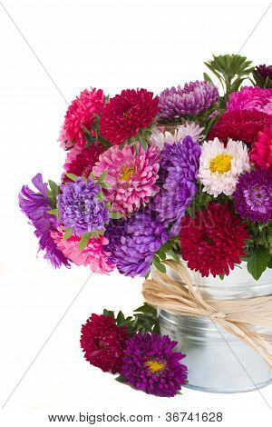 Aster blomster