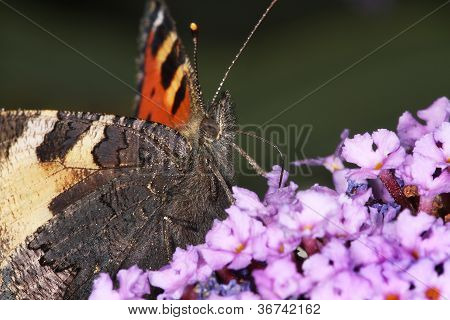 Borboleta de tartaruga pequena de alimentação.